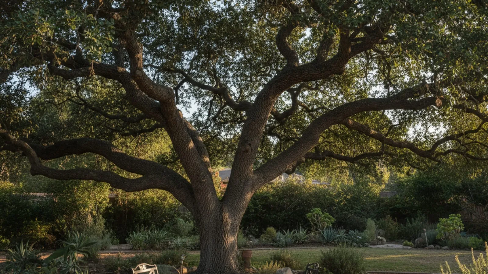 A healthy drought-tolerant tree in a San Diego front yard under clear sky