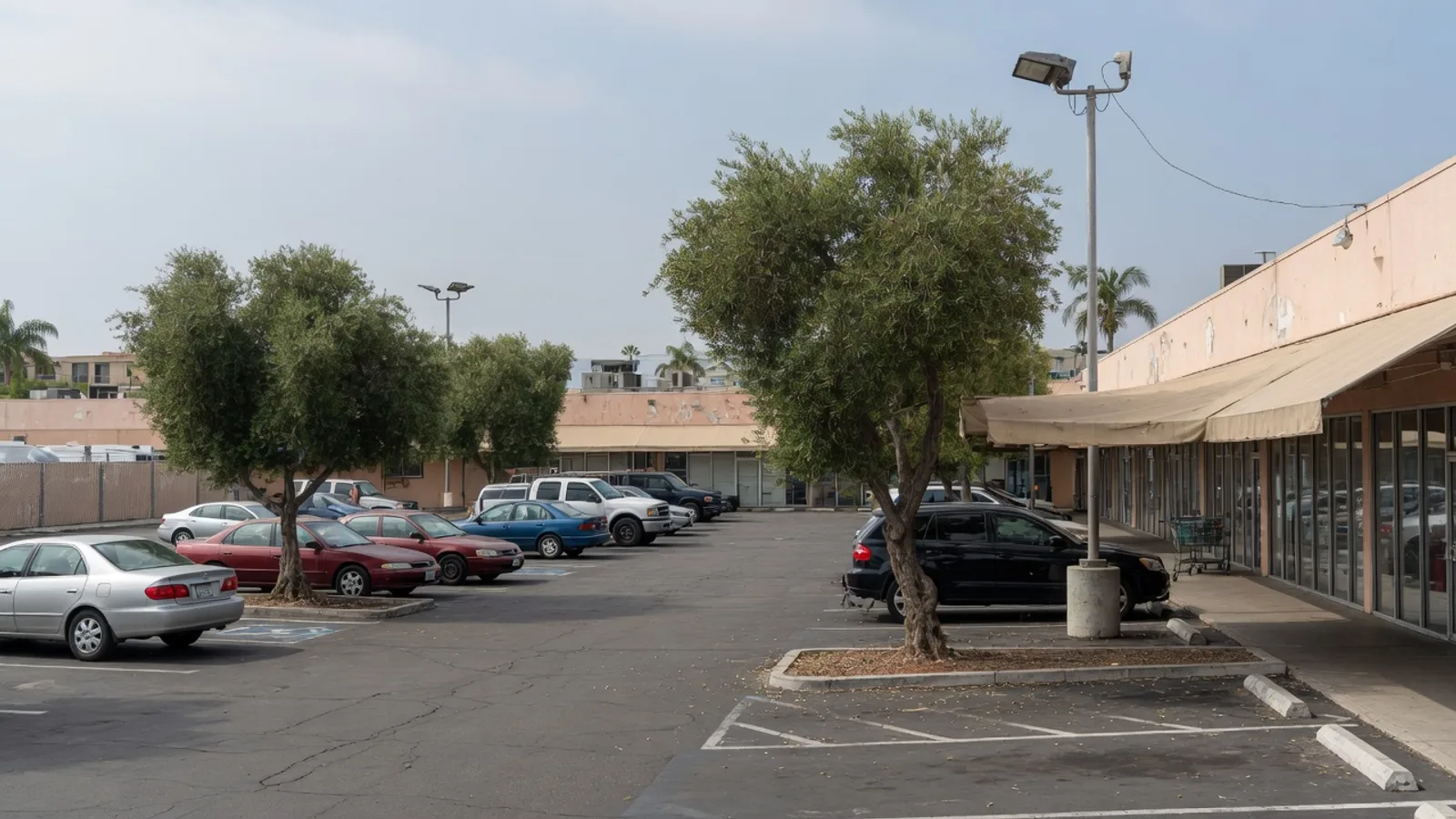 San Diego commercial parking lot with mature canopy trees and lighting poles