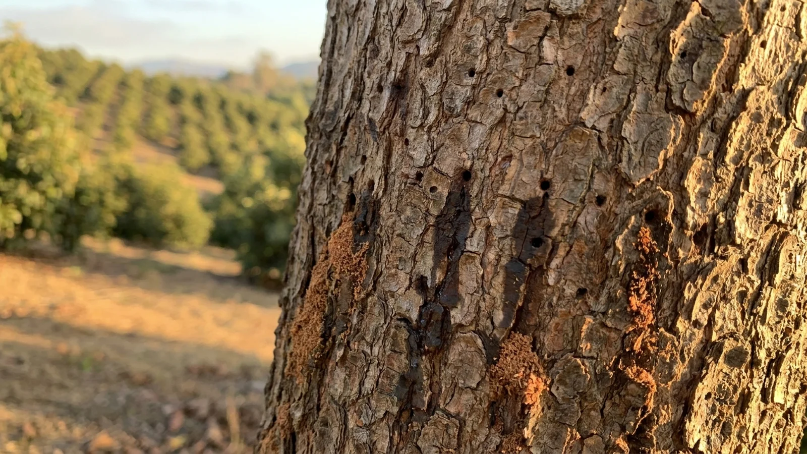 Close-up of a tree trunk in a San Diego avocado grove with small pinhole borer entry marks and staining, the early sign of shot hole borer infestation