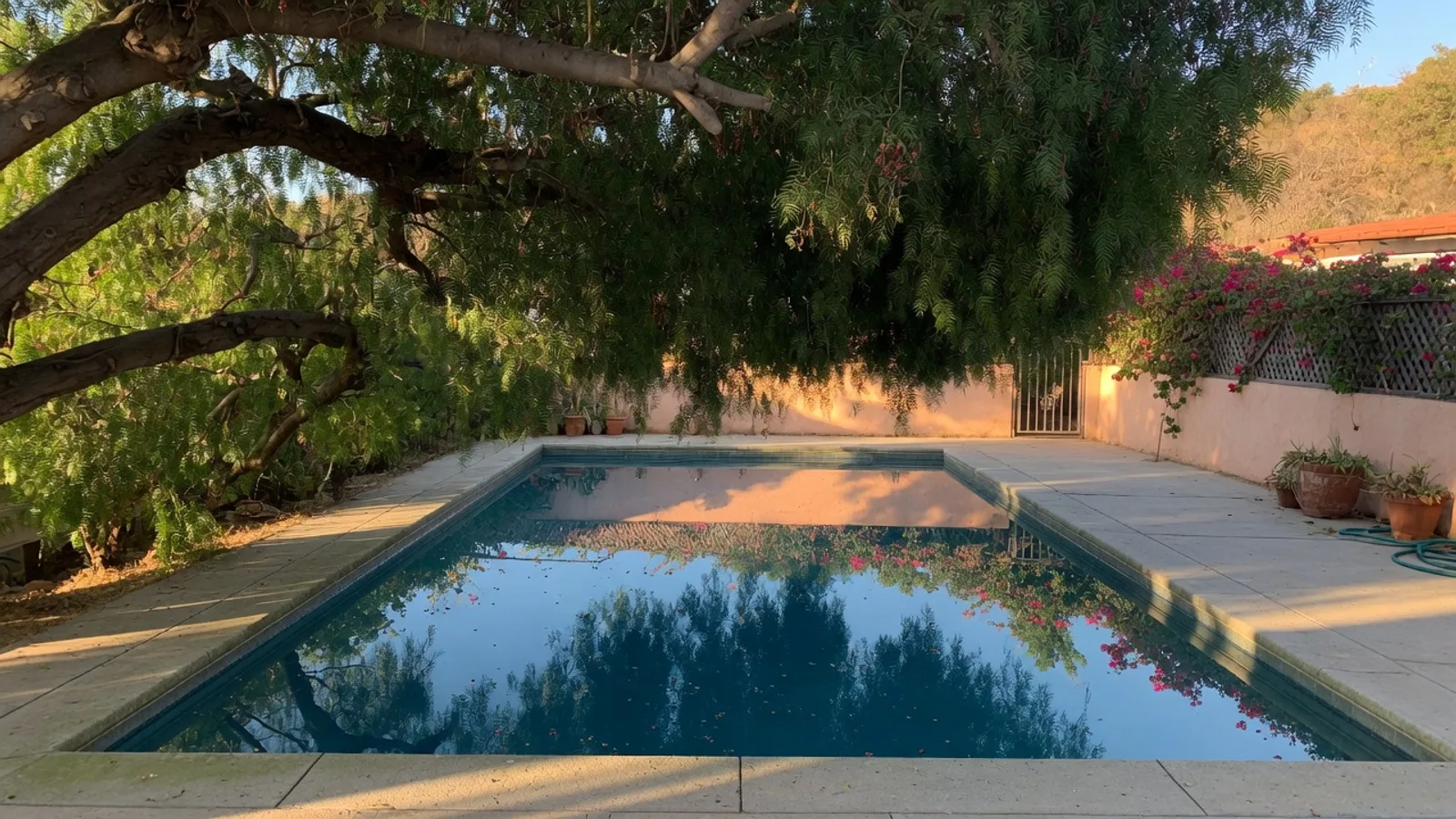 Mature tree canopy hanging over a San Diego backyard swimming pool