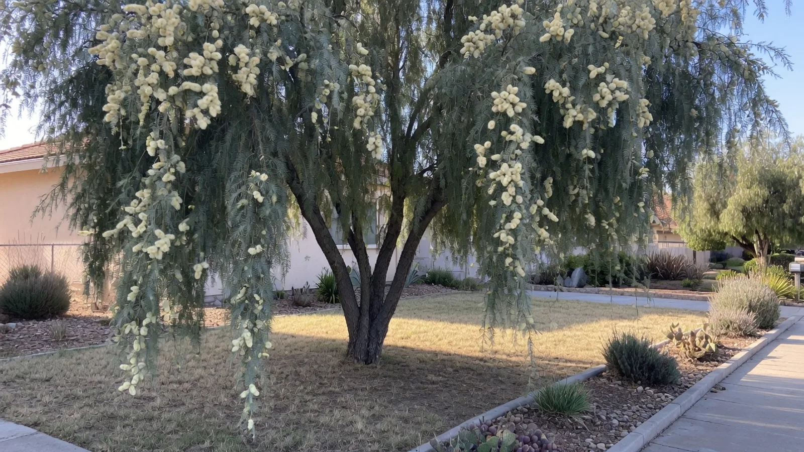 Willow acacia with weeping grey-green foliage in a dry San Diego front yard